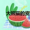 大熊貓的資料介紹（關于大熊貓的簡介）