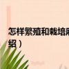怎樣繁殖和栽培麻中繡球（關于怎樣繁殖和栽培麻中繡球介紹）