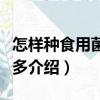 怎樣種食用菌賺錢多（關于怎樣種食用菌賺錢多介紹）