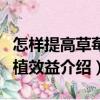 怎樣提高草莓種植效益（關于怎樣提高草莓種植效益介紹）