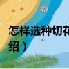 怎樣選種切花賺錢（關于怎樣選種切花賺錢介紹）