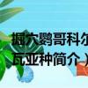 掘穴鸚哥科爾多瓦亞種（關于掘穴鸚哥科爾多瓦亞種簡介）