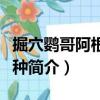 掘穴鸚哥阿根廷亞種（關于掘穴鸚哥阿根廷亞種簡介）