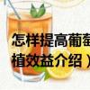 怎樣提高葡萄種植效益（關于怎樣提高葡萄種植效益介紹）