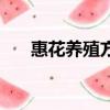 惠花養殖方法（惠花的養殖方法介紹）