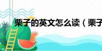 栗子的英文怎么讀(栗子的英文讀法)