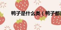 鴨子是什么類(鴨子都是水生的嗎)
