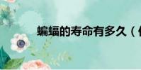 蝙蝠的壽命有多久(你知道嗎)