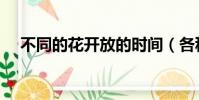 不同的花開放的時間(各種花開花時間)