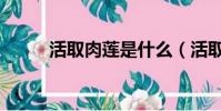 活取肉蓮是什么(活取肉蓮介紹)