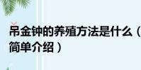 吊金鐘的養殖方法是什么(吊金鐘的養殖方法簡單介紹)