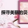 探尋美麗的貝殼（關于探尋美麗的貝殼簡介）
