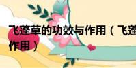 飛蓬草的功效與作用(飛蓬草有如下功效以及作用)