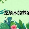 龍須木的養殖方法和注意事項（龍須木好種嗎）