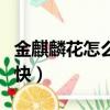 金麒麟花怎么養長的快（金麒麟花如何養長的快）