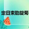 定日束肋旋菊石（關于定日束肋旋菊石介紹）