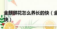 金麒麟花怎么養長的快(金麒麟花如何養長的快)