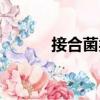 接合菌類（關于接合菌類簡介）