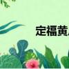 定福黃莊（關于定福黃莊介紹）