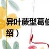 異葉蕨型葛伯特蕨（關于異葉蕨型葛伯特蕨介紹）