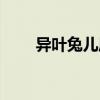 異葉兔兒風（關于異葉兔兒風介紹）