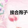 接合孢子梗（關于接合孢子梗簡介）