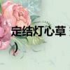 定結燈心草 變種（關于定結燈心草 變種介紹）