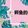 鱷魚的養殖方法（鱷魚怎么養）