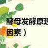 酵母發酵原理（酵母發酵的原理及影響發酵的因素）