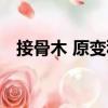 接骨木 原變種（關于接骨木 原變種簡介）
