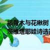 接骨木與花楸樹：茨維塔耶娃詩選（關于接骨木與花楸樹：茨維塔耶娃詩選簡介）