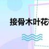 接骨木葉花楸（關于接骨木葉花楸簡介）