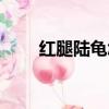 紅腿陸龜怎么養（紅腿陸龜如何養）