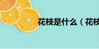 花枝是什么(花枝簡述)