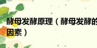 酵母發酵原理(酵母發酵的原理及影響發酵的因素)