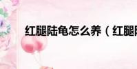 紅腿陸龜怎么養(紅腿陸龜如何養)