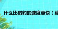 什么比獵豹的速度更快(給大家科普一下)