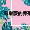鳥巢蕨的養殖方法（鳥巢蕨的養殖方法是什么）