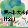 粳米和大米有什么區別（粳米和大米的區別是什么）