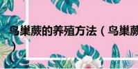 鳥巢蕨的養殖方法(鳥巢蕨的養殖方法是什么)