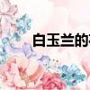 白玉蘭的花語是什么（白玉蘭介紹）