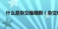 什么是雜交瘤細胞(雜交瘤細胞是什么)