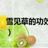 雪見草的功效作用（雪見草的功效作用是什么）