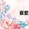 崔紫云（關于崔紫云簡介）