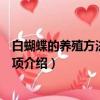 白蝴蝶的養殖方法和注意事項（白蝴蝶的養殖方法和注意事項介紹）