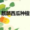 麒麟西瓜種植管理方法（麒麟西瓜種植技術）