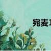 宛麥18（關于宛麥18介紹）