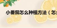 小番茄怎么種植方法(怎么種植小番茄)