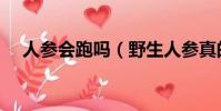 人參會跑嗎(野生人參真的會自己跑嗎)