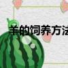 羊的飼養方法是什么（羊的飼養方法介紹）